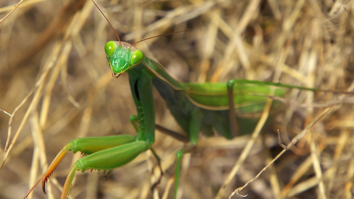 mantide religiosa in casa