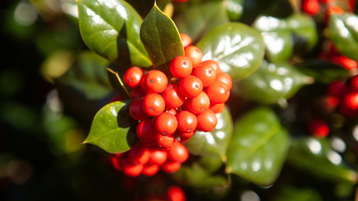 pianta skimmia