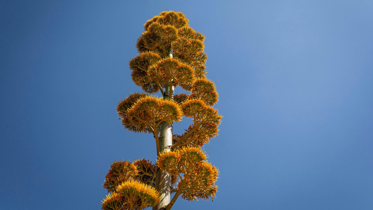 fiore agave