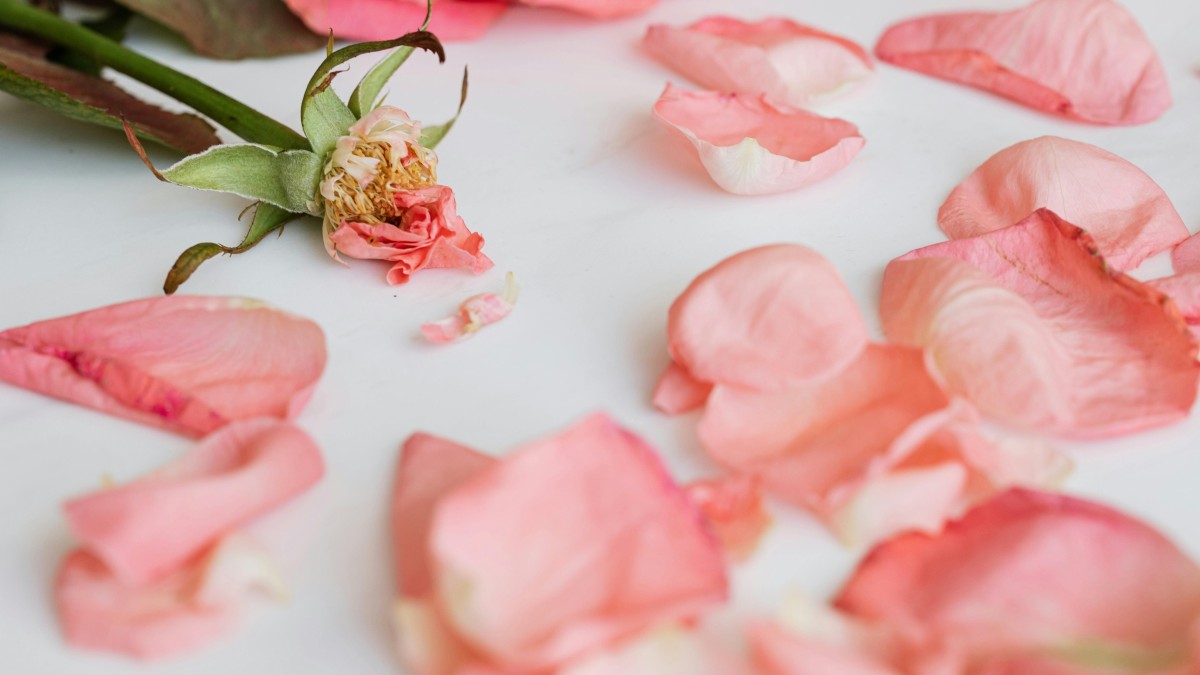 fiori da essiccare