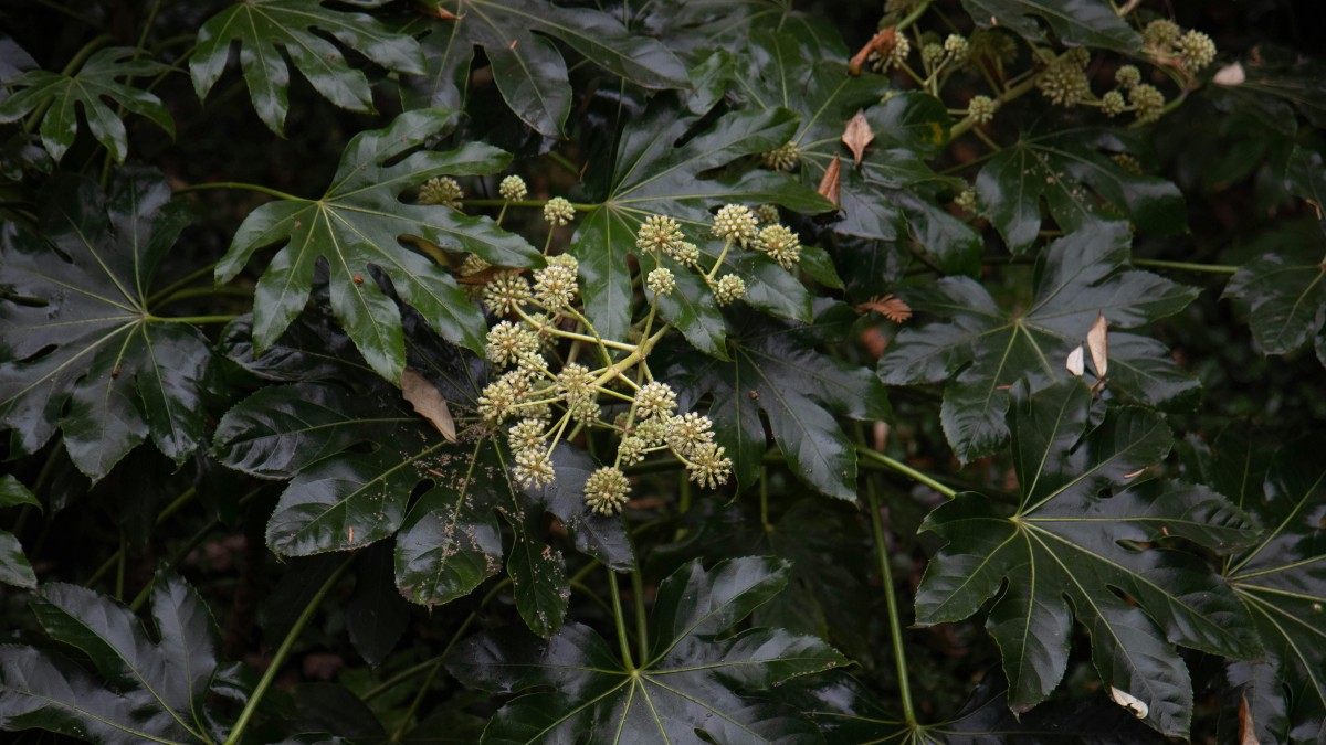 aralia