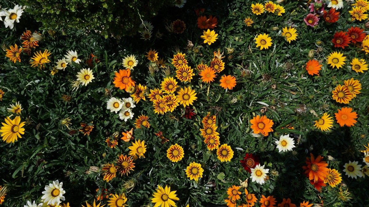gazania