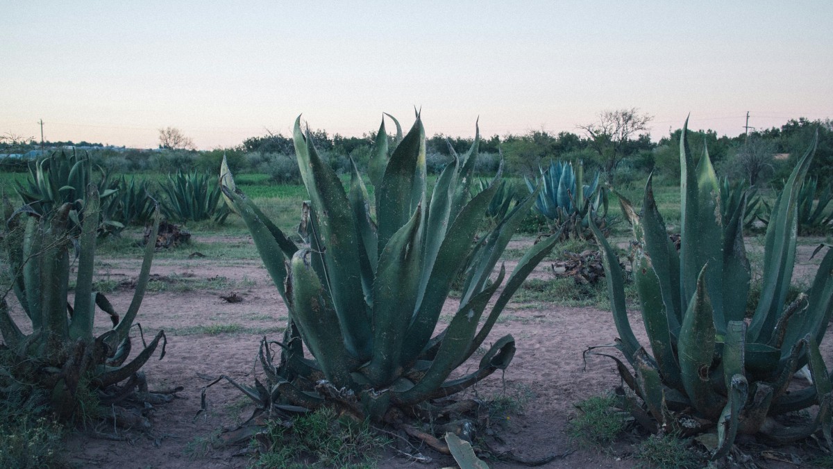 fiore agave