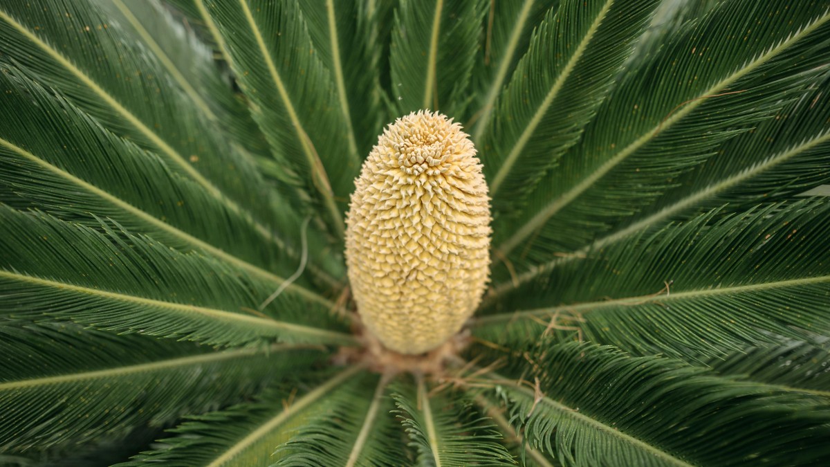 cycas