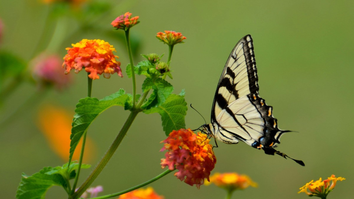 lantana