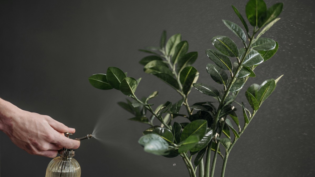 zamioculcas