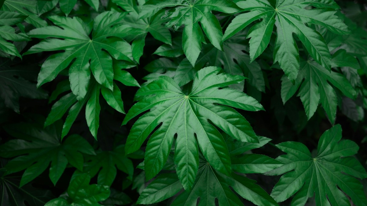 aralia