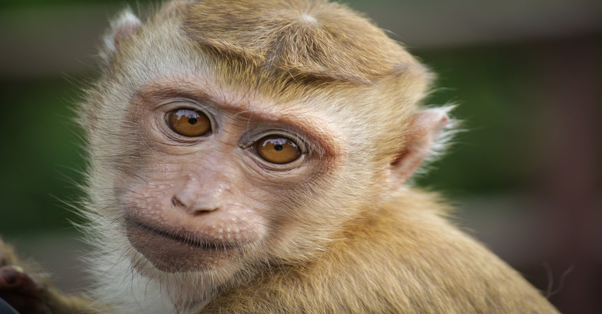 Una scimmia nel suo ambiente naturale Una scimmia nel suo ambiente naturale