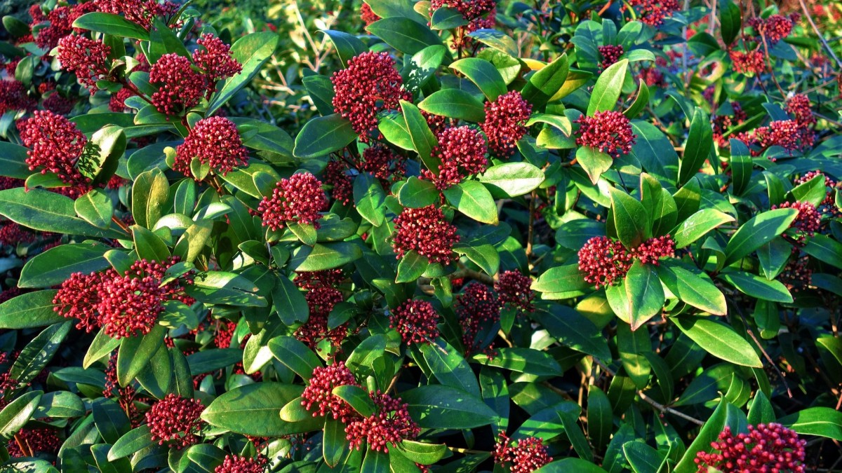 pianta skimmia