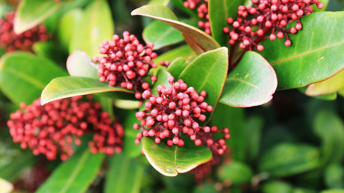 pianta skimmia