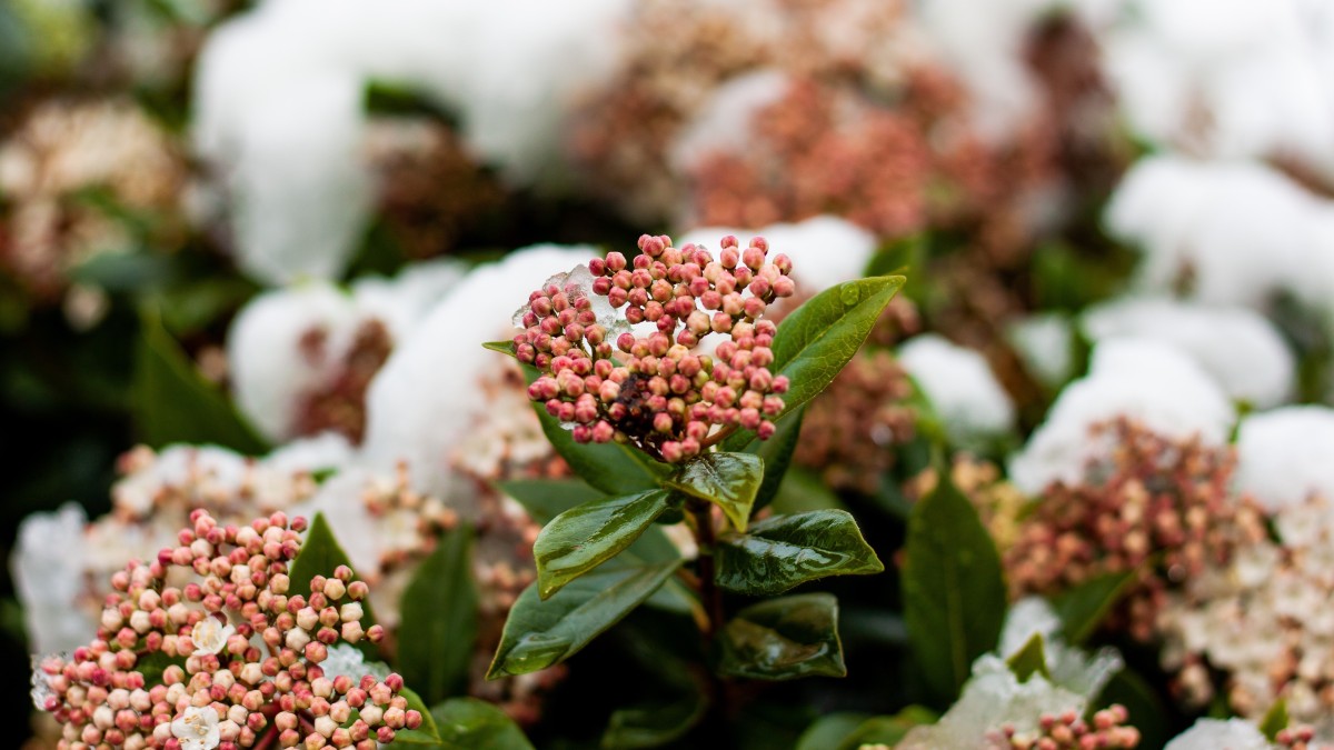 pianta skimmia