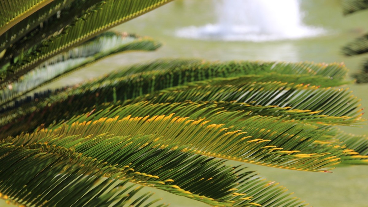 cycas