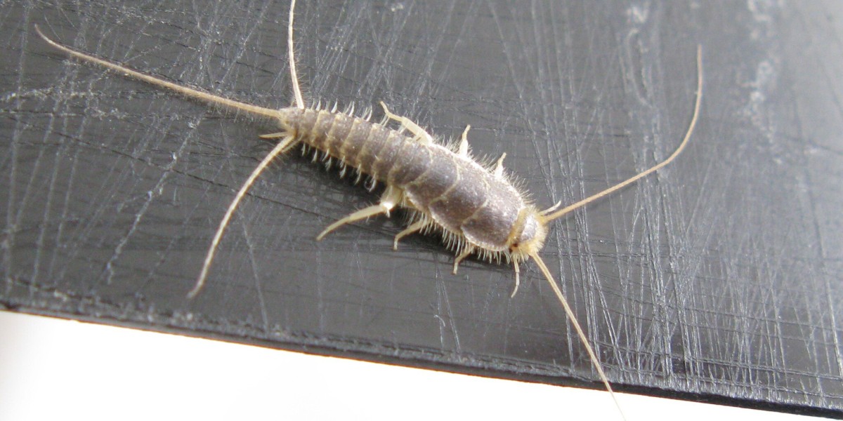 pesciolino d'argento