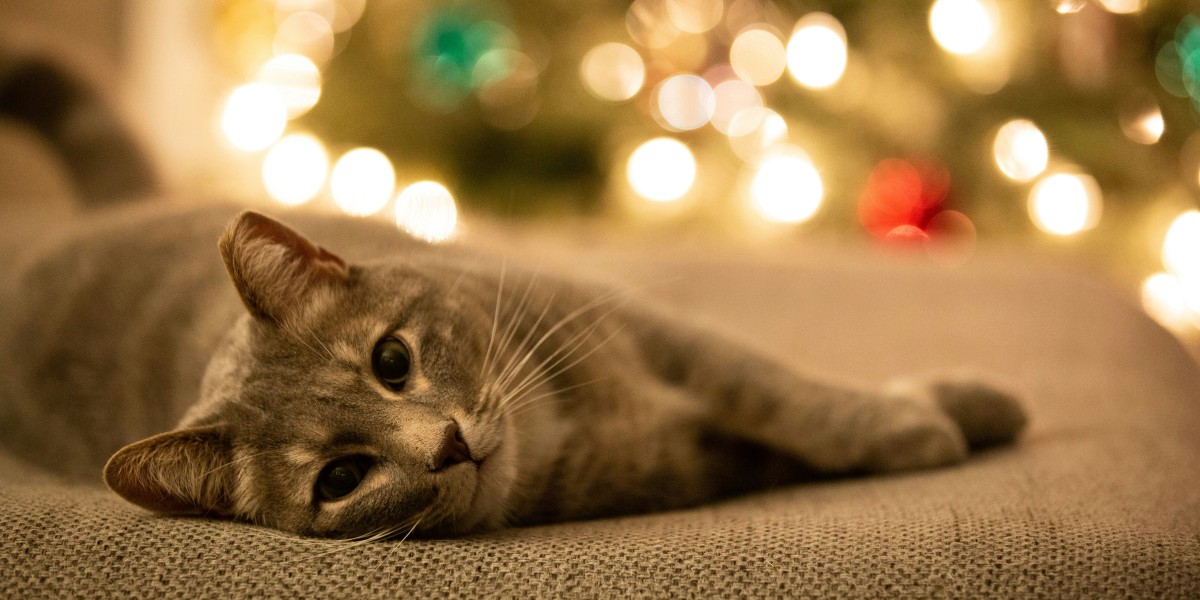 Albero di Natale con un gatto in casa
