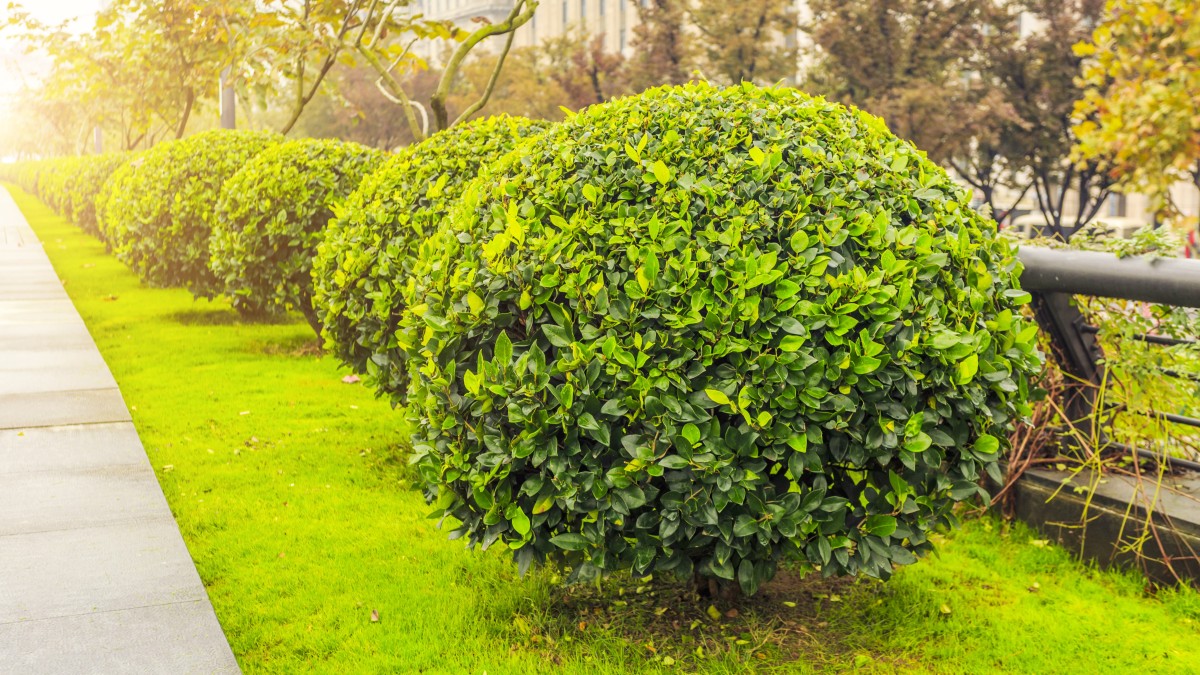 arbusti sempreverdi resistenti al caldo e al freddo