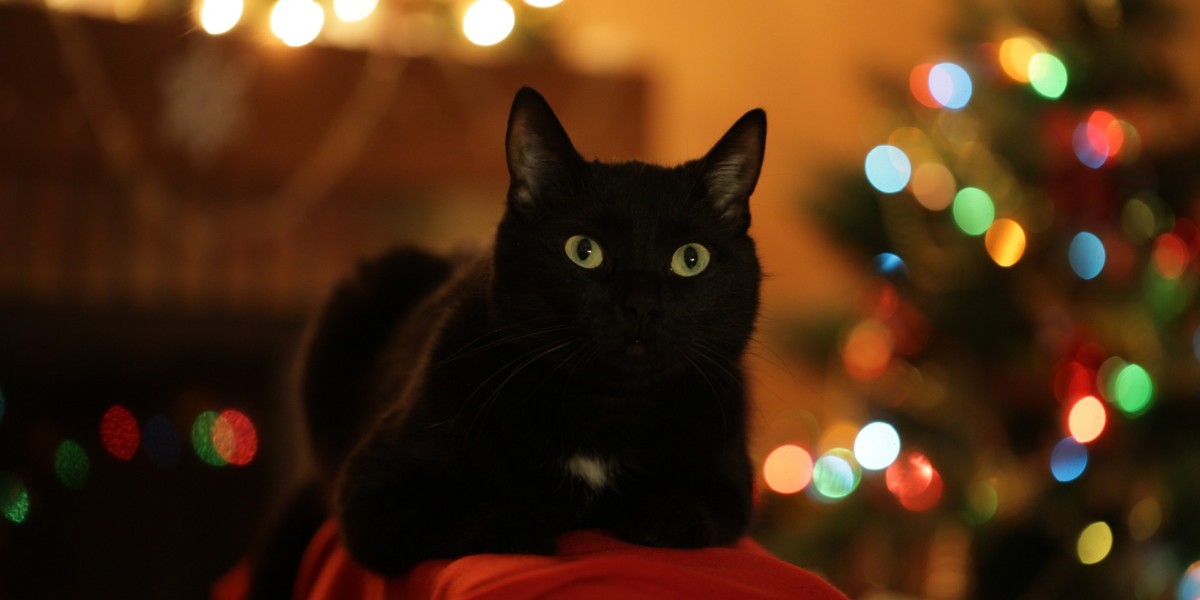 albero di Natale con un gatto in casa