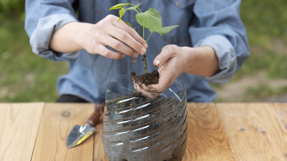 talea rosa bottiglia