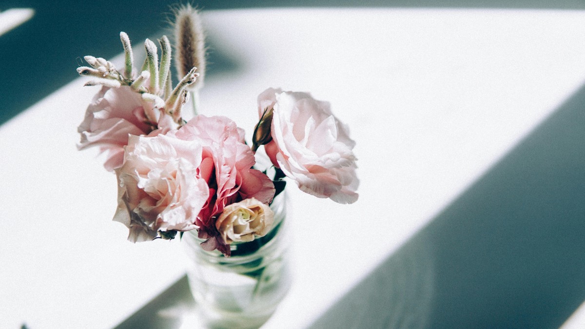 talea rosa bottiglia