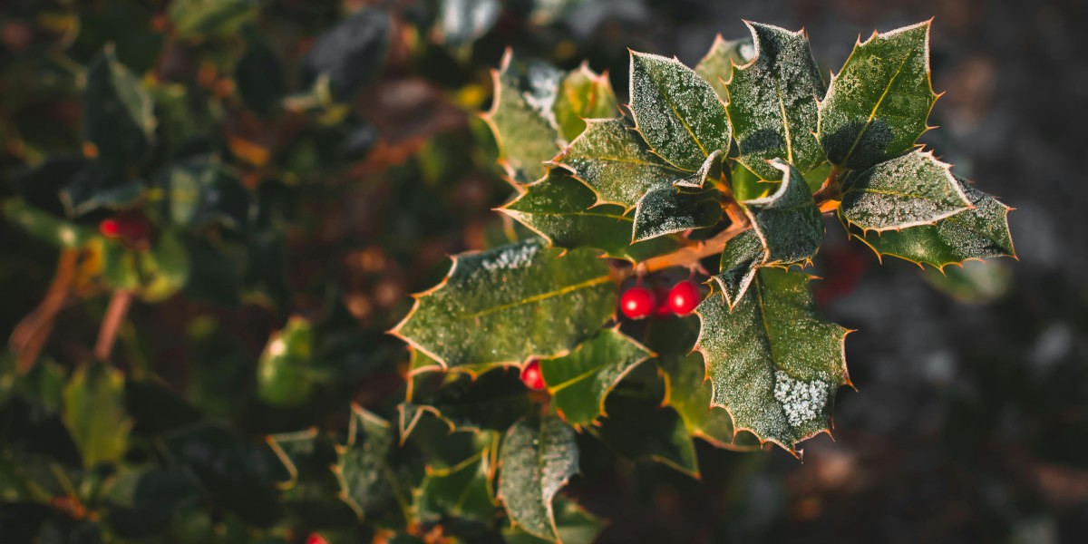 Cosa mettere in giardino a Natale