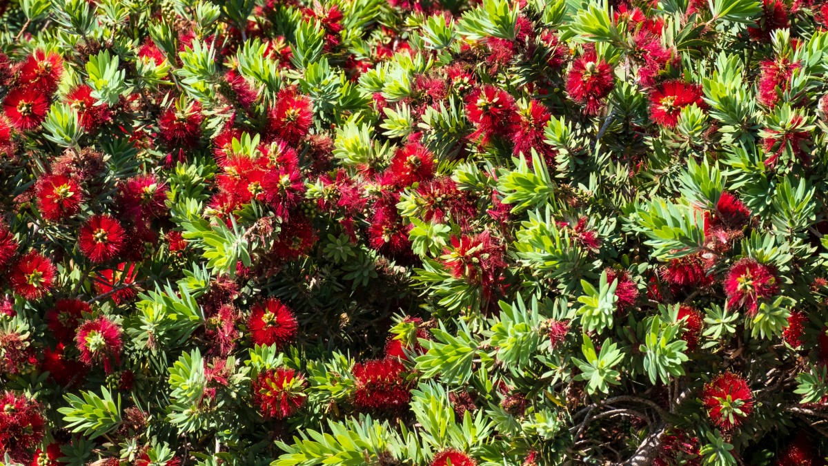 callistemon