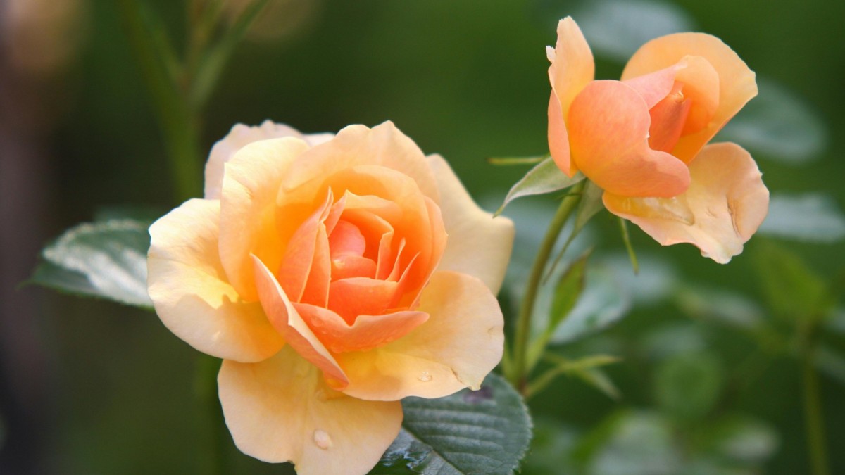 talea rosa bottiglia