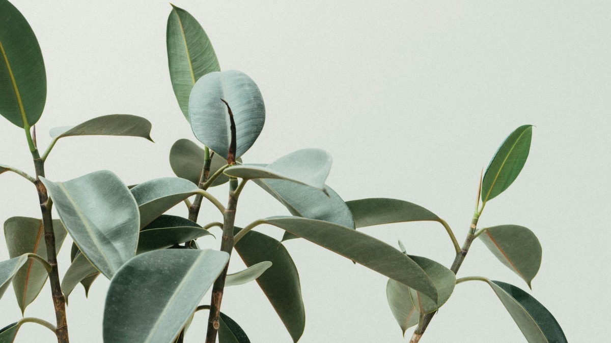 talea ficus elastica