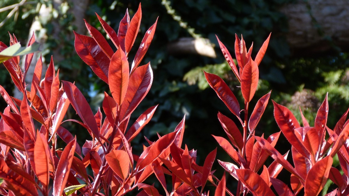 arbusti sempreverdi resistenti al caldo e al freddo
