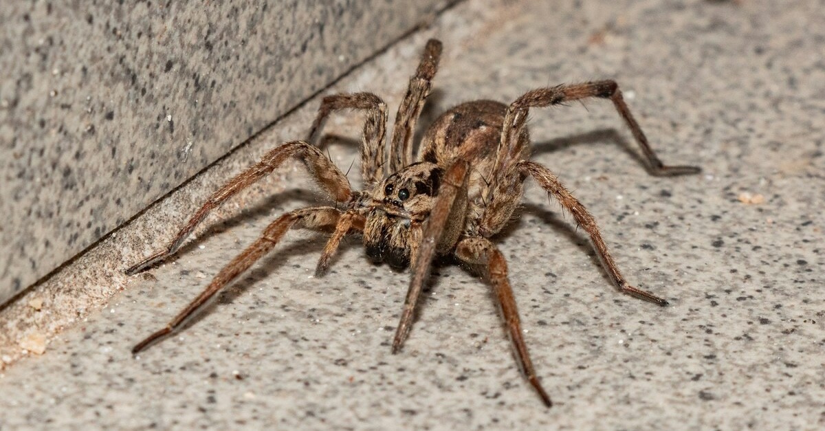 ragno lupo in casa