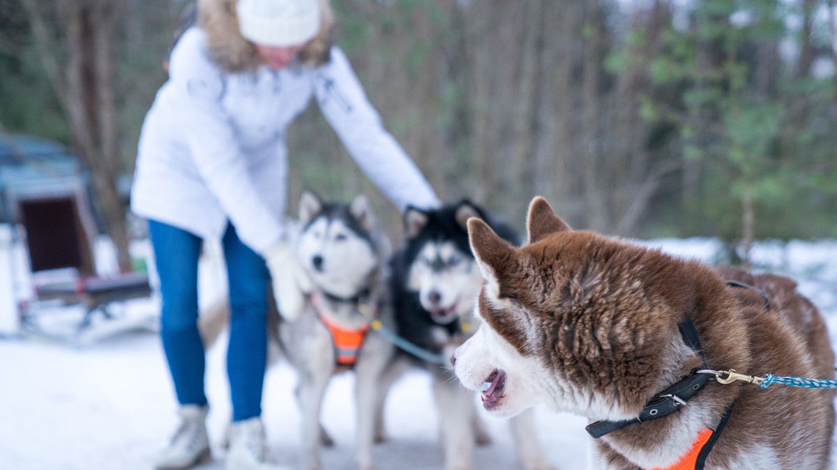 cosa fare in montagna durante le vacanze di dicembre