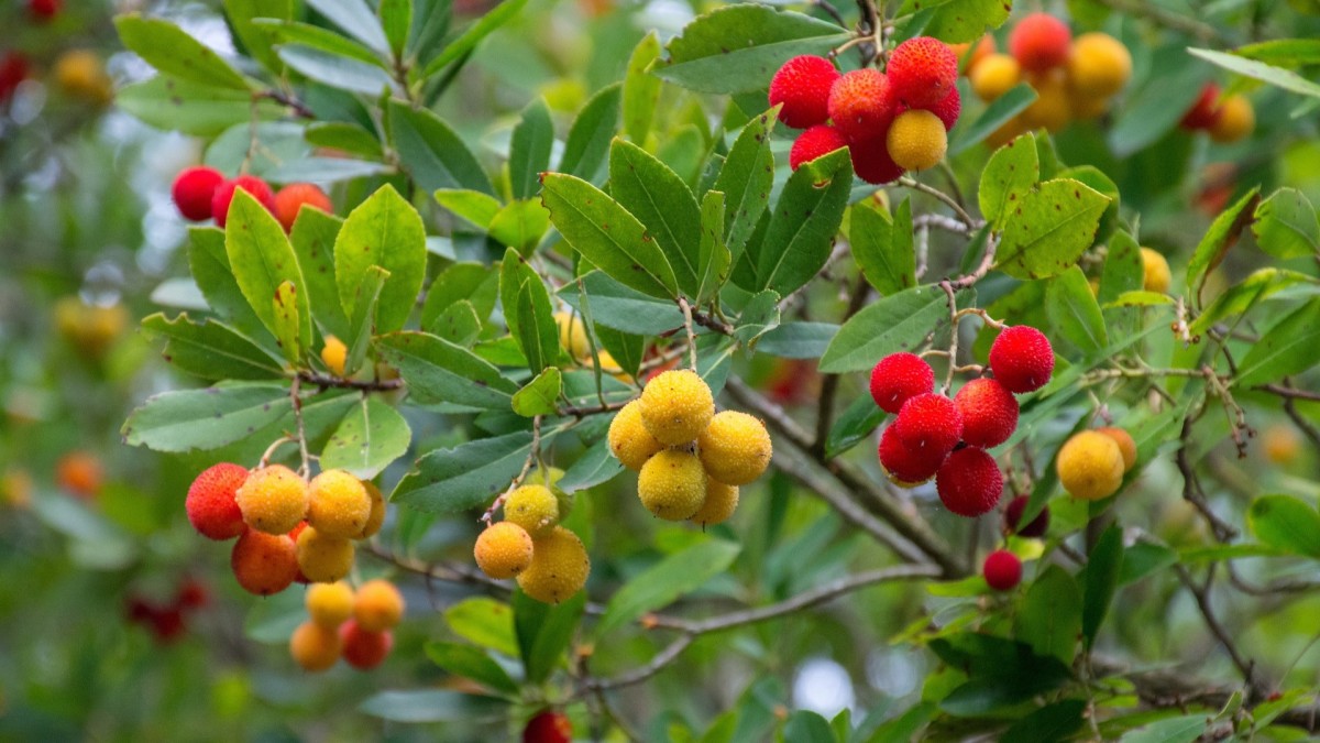 arbusti sempreverdi resistenti al caldo e al freddo