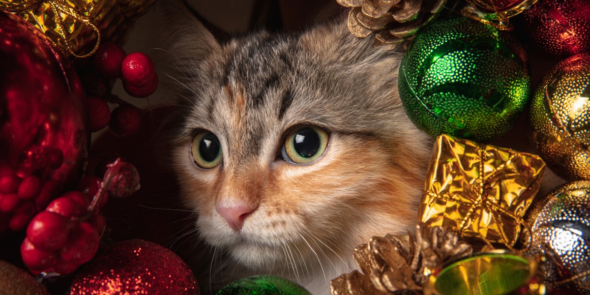 albero di Natale con un gatto in casa