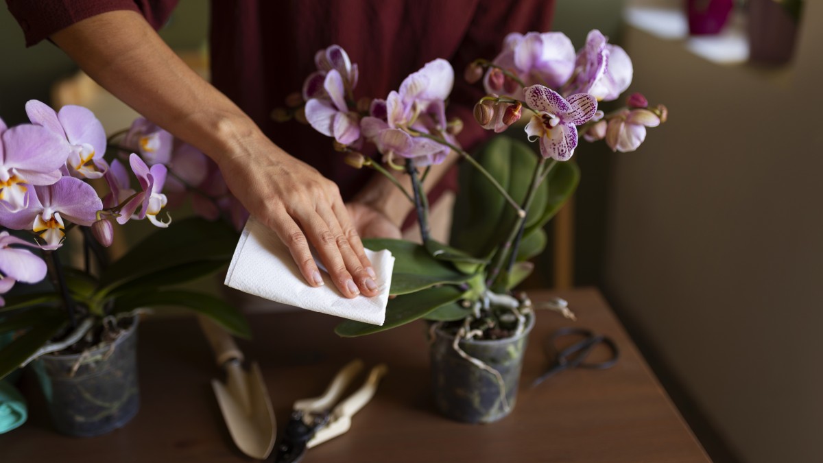 pulire foglie orchidea