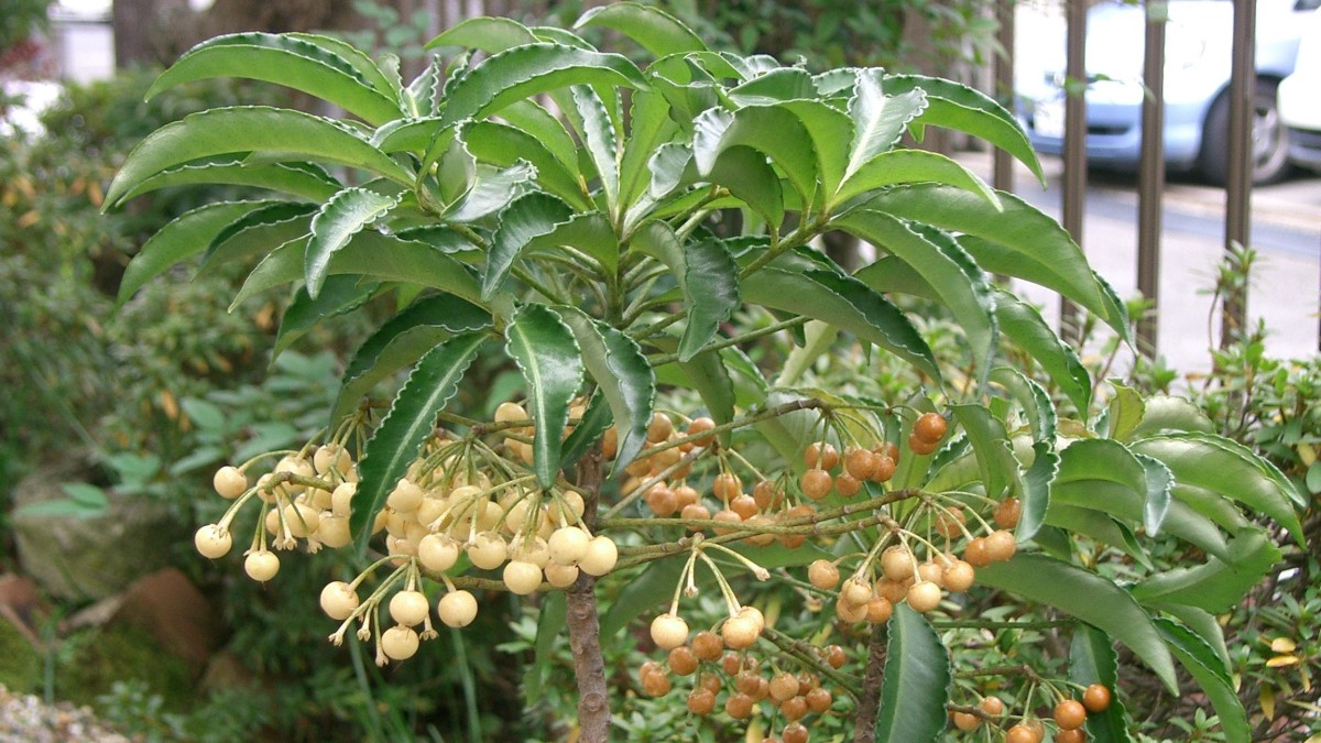 ardisia crenata