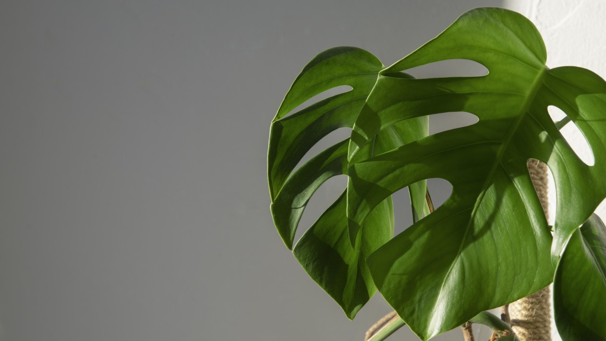 monstera adansonii