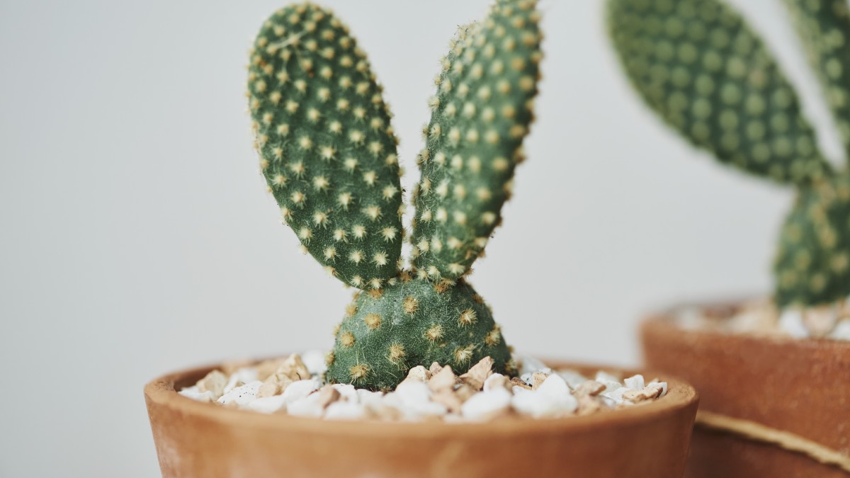 fico d'india in vaso