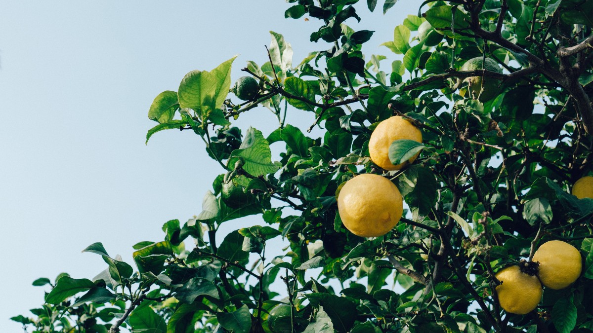 quando piantare il limone in terra