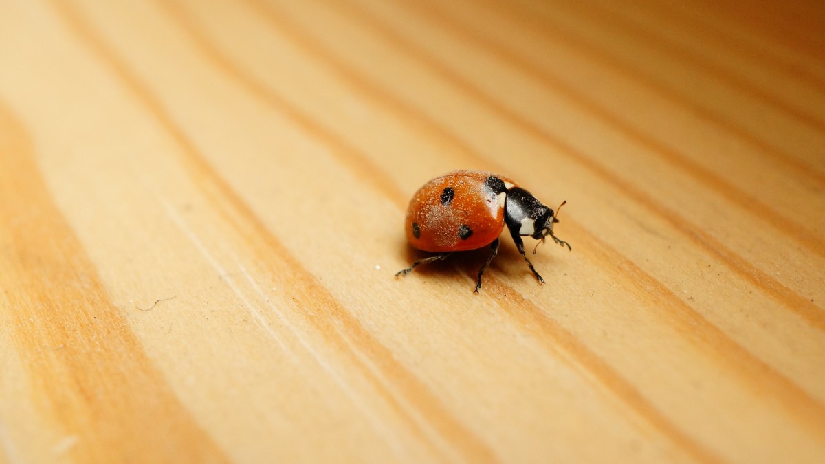 coccinella in casa