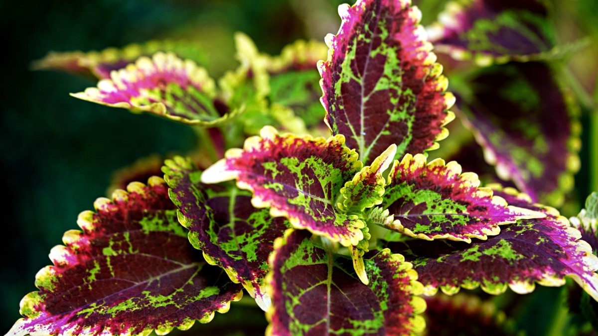 coleus