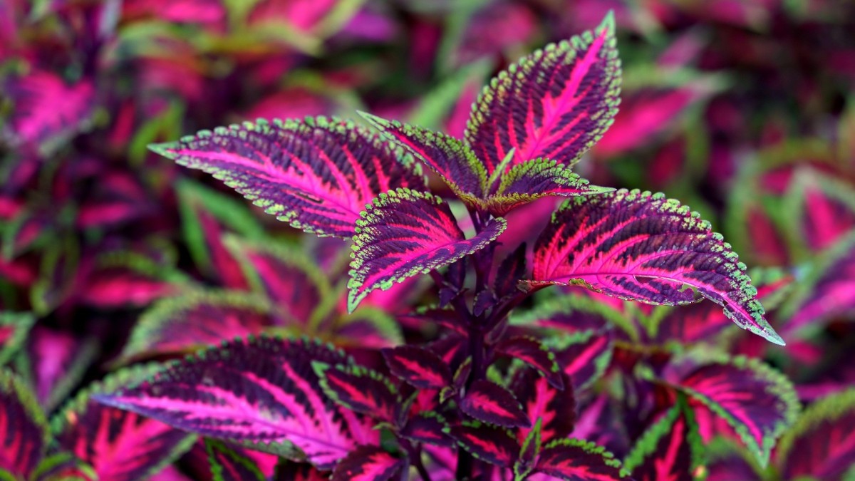 coleus