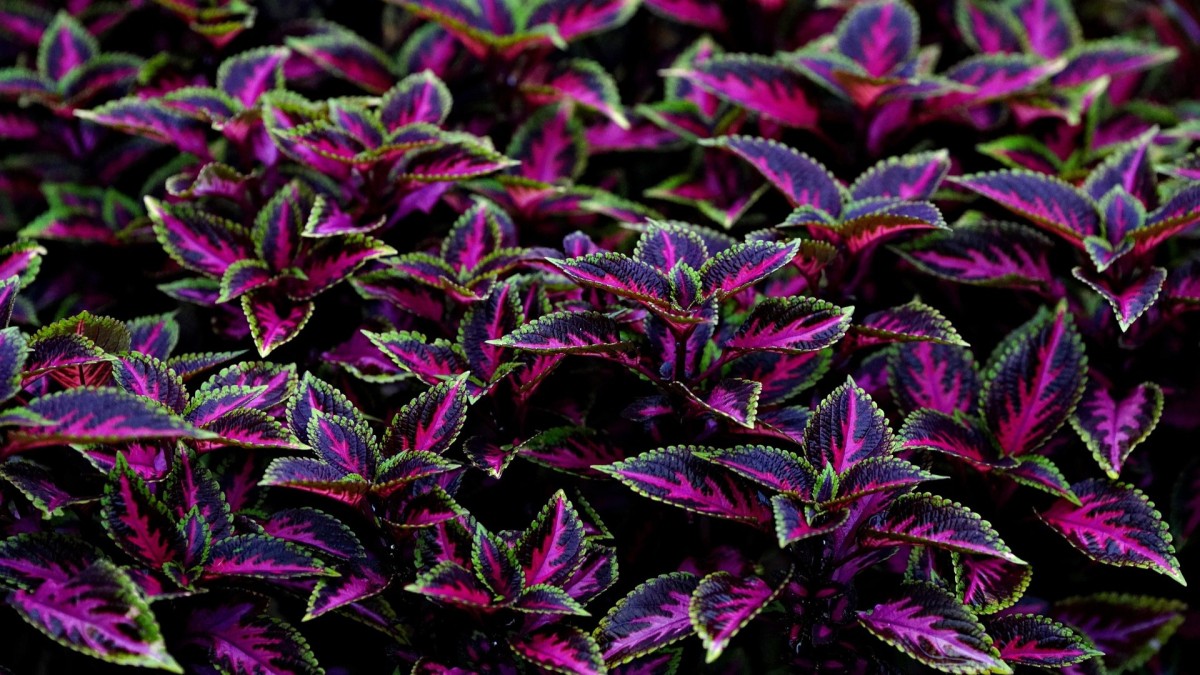 coleus