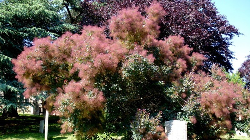 albero della nebbia