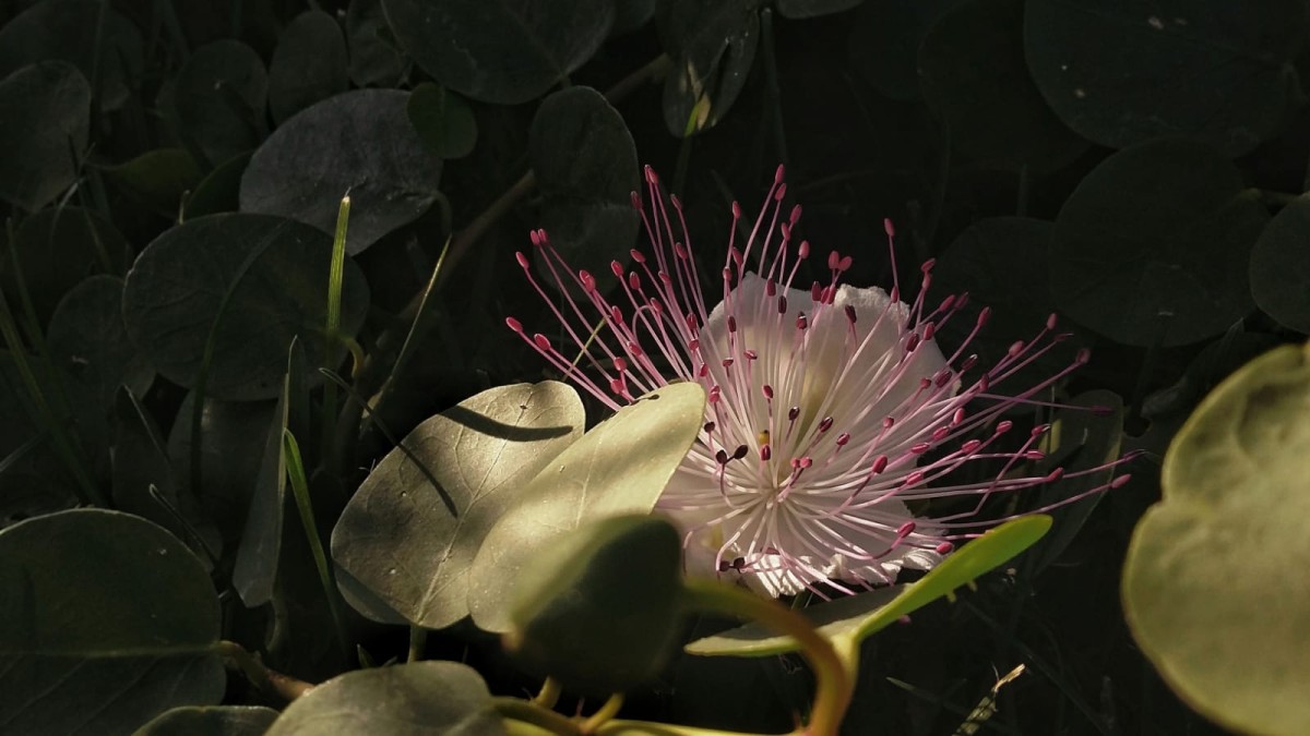 coltivare cappero