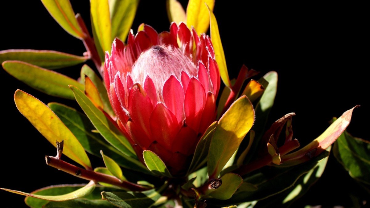protea