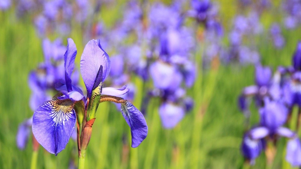 differenza iris giaggiolo