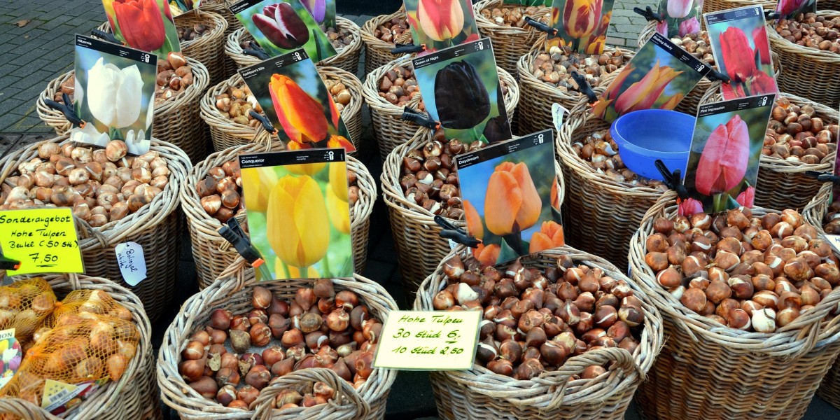 si possono piantare i bulbi di tulipano in primavera