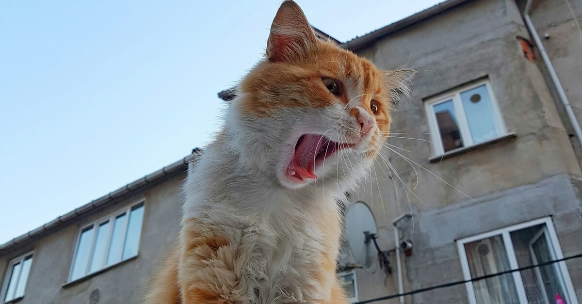 gatto soriano sul balcone gatto soriano sul balcone