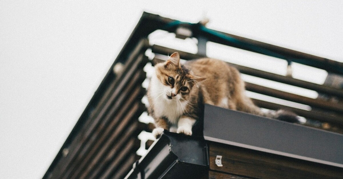 gatto su un balcone gatto su un balcone