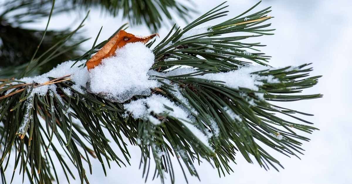 giardino in inverno con la neve