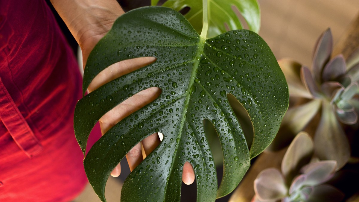 monstera adansonii