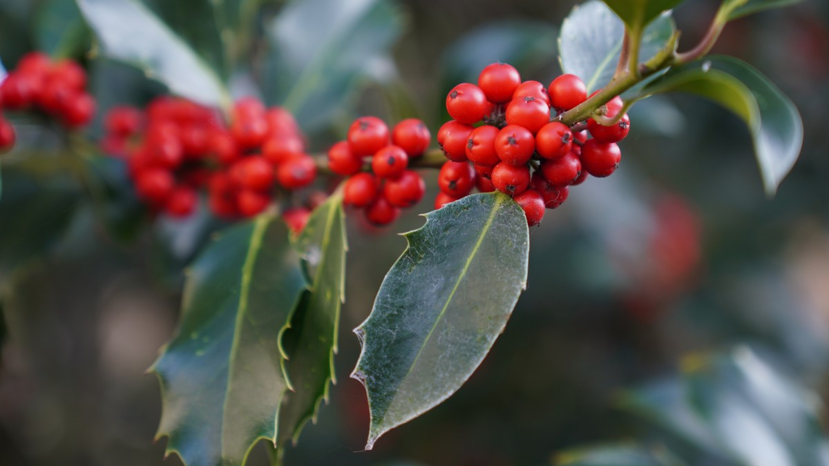 ardisia crenata